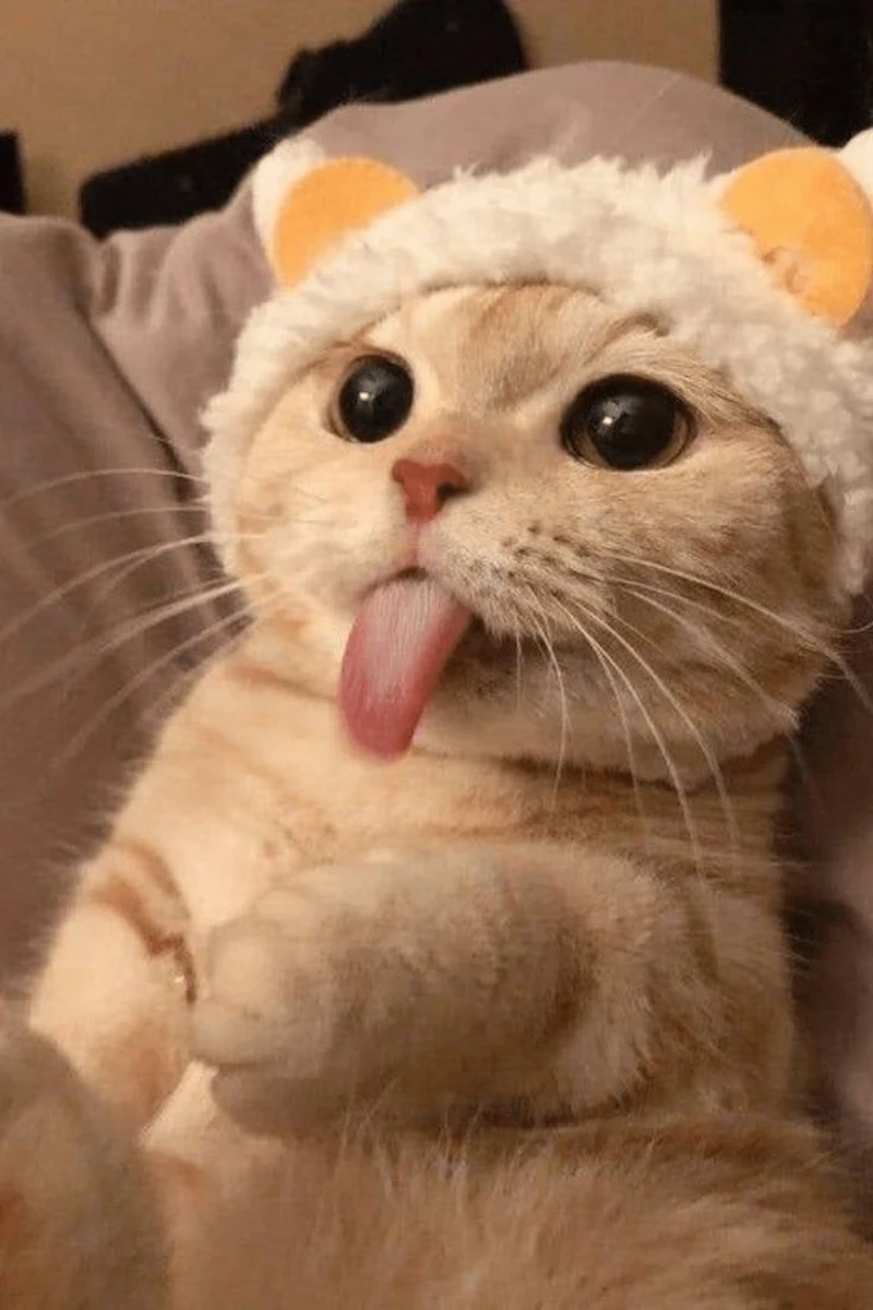 Meme mèo thả thính dễ thương làm bạn không thể rời mắt, thật khó cưỡng!