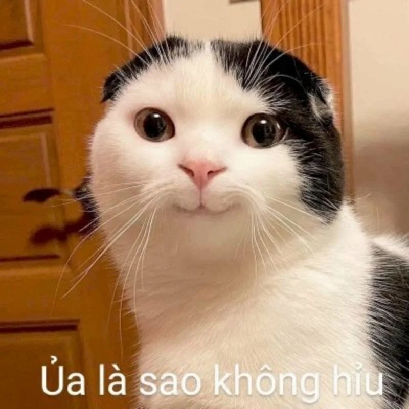 Meme hài hước mèo với loạt biểu cảm khó đỡ