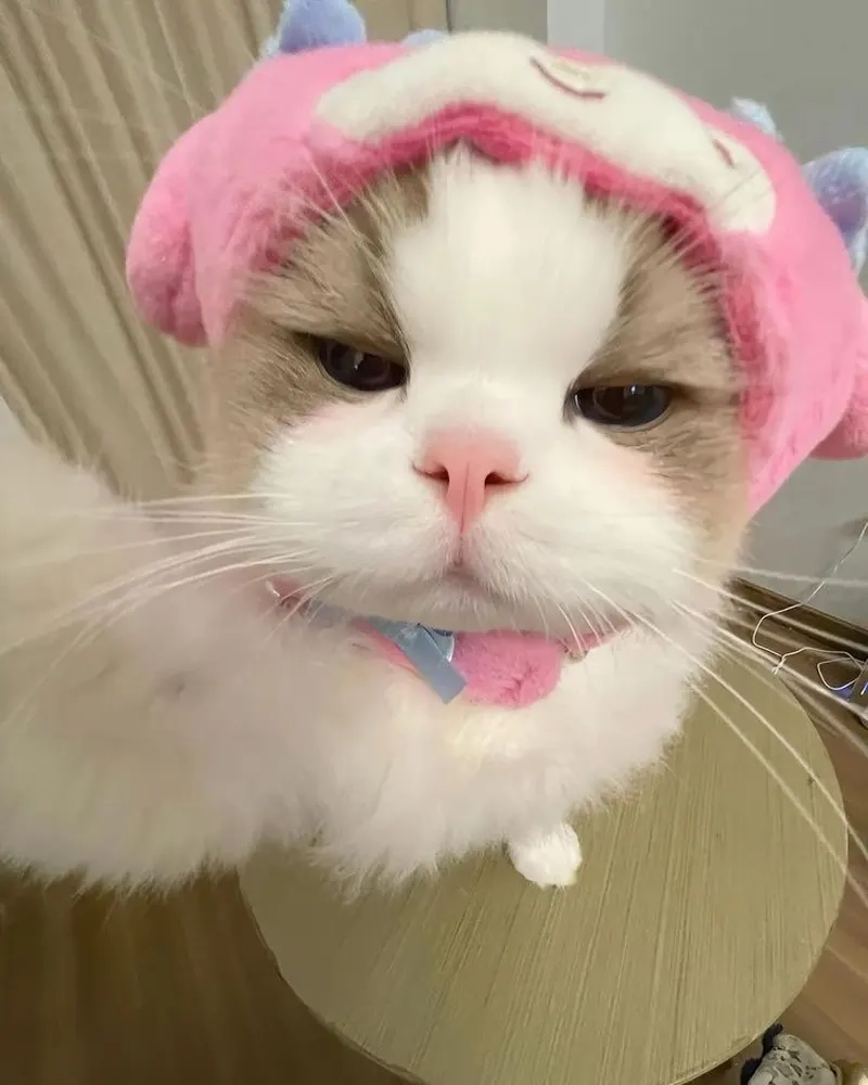 Không chỉ dễ thương, avatar mèo cute ngầu còn thể hiện cá tính mạnh mẽ và độc đáo của bạn.