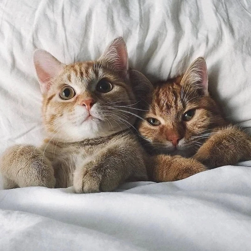 Meme tình yêu cực dễ thương sẽ làm tan chảy trái tim của bất kỳ ai!