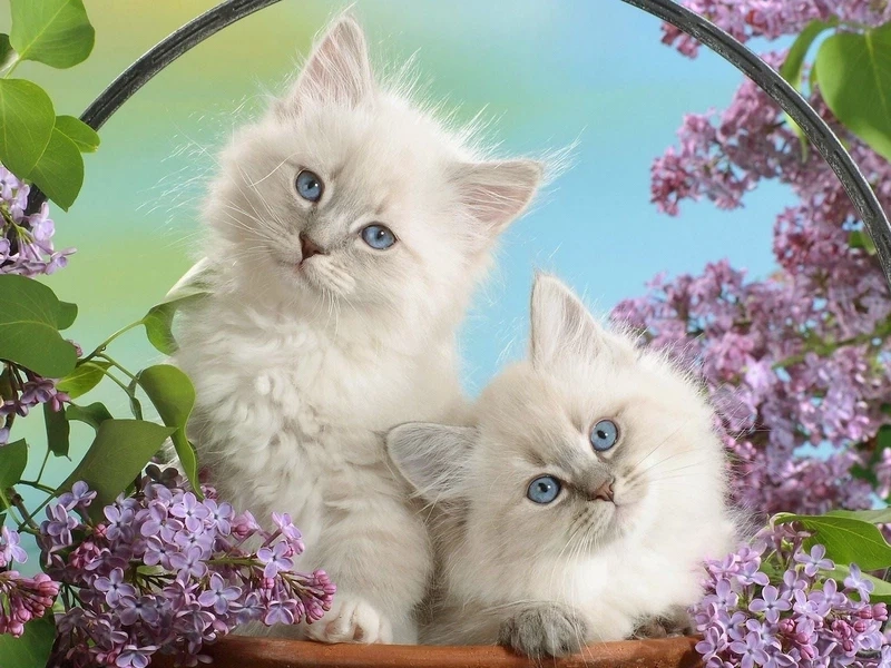 Đừng quên những cute ảnh meme hài hước sẽ mang lại những phút giây thư giãn đầy vui nhộn!