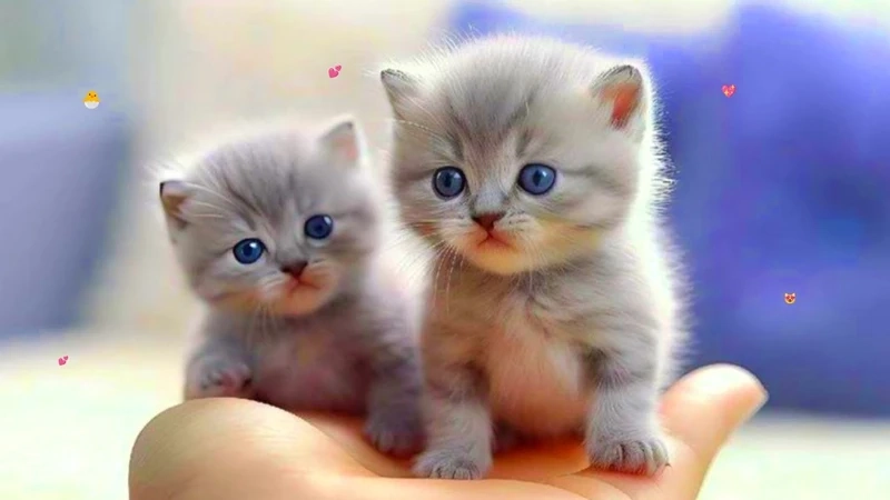 Meme tình yêu hài mang đến sự dễ thương lẫn hài hước, sẽ làm trái tim người yêu của bạn thổn thức!