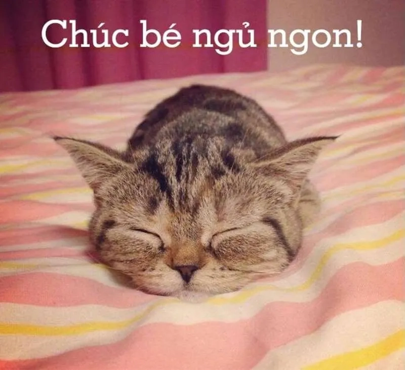 Meme mèo nằm ngủ là hình ảnh dễ thương, giúp bạn cảm thấy thoải mái trước khi chìm vào giấc ngủ.