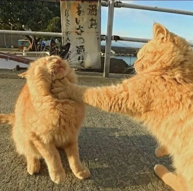 Cùng cười thả ga với meme đánh tay, khi mọi tình huống trong cuộc sống đều có thể trở thành một pha hành động cực kỳ hài hước!