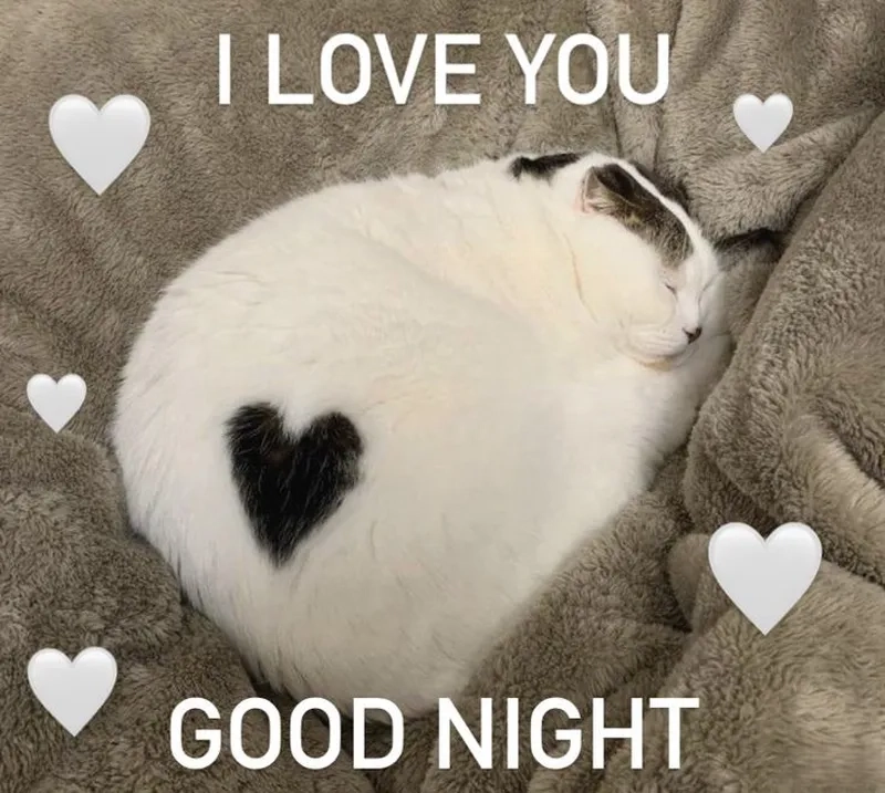 Meme ngủ ngon dễ thương với hình ảnh cực kỳ dễ thương sẽ giúp bạn có một giấc ngủ ngon lành.