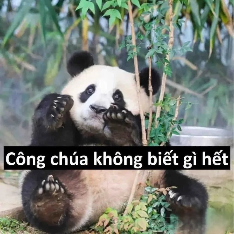 Meme gấu trúc mắt thâm khiến bạn phải bật cười vì biểu cảm hài hước.