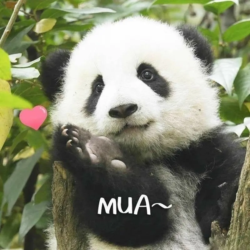 Những meme gấu trúc mắt thâm khiến bạn phải bật cười!