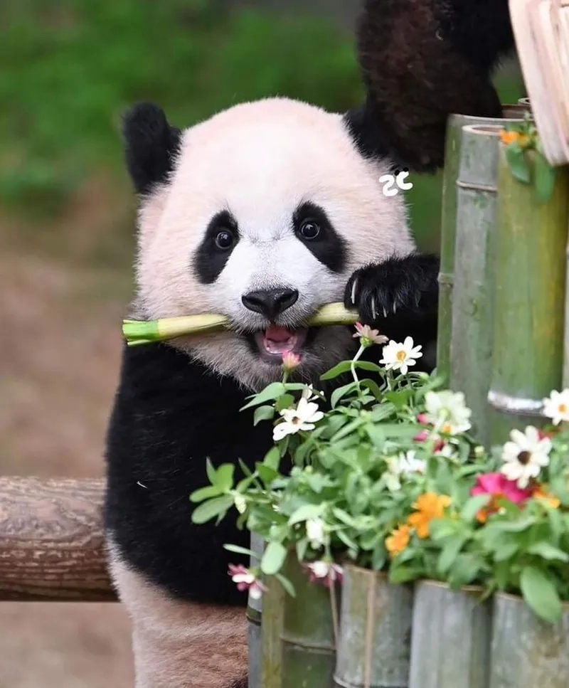 Chia tay theo cách dễ thương nhất với meme gấu trúc tạm biệt cute!