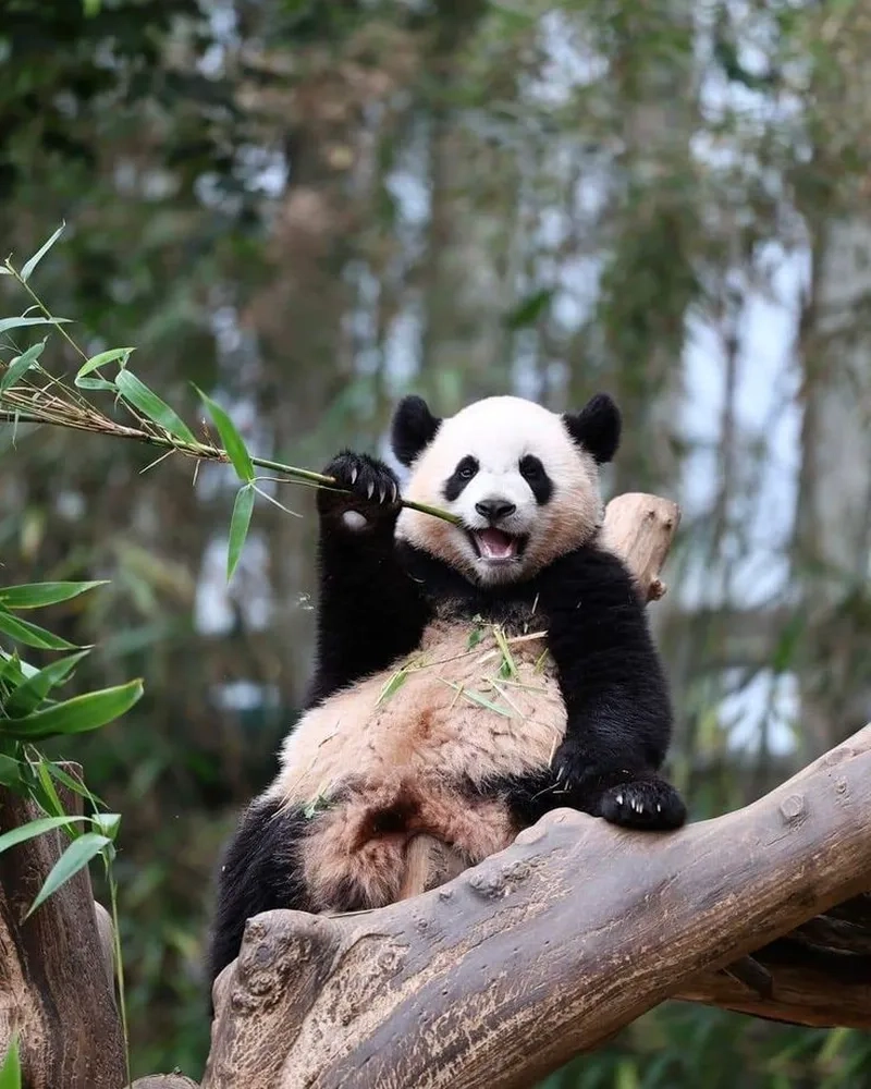 Meme gấu trúc cute luôn khiến bạn không thể rời mắt vì sự đáng yêu của nó.