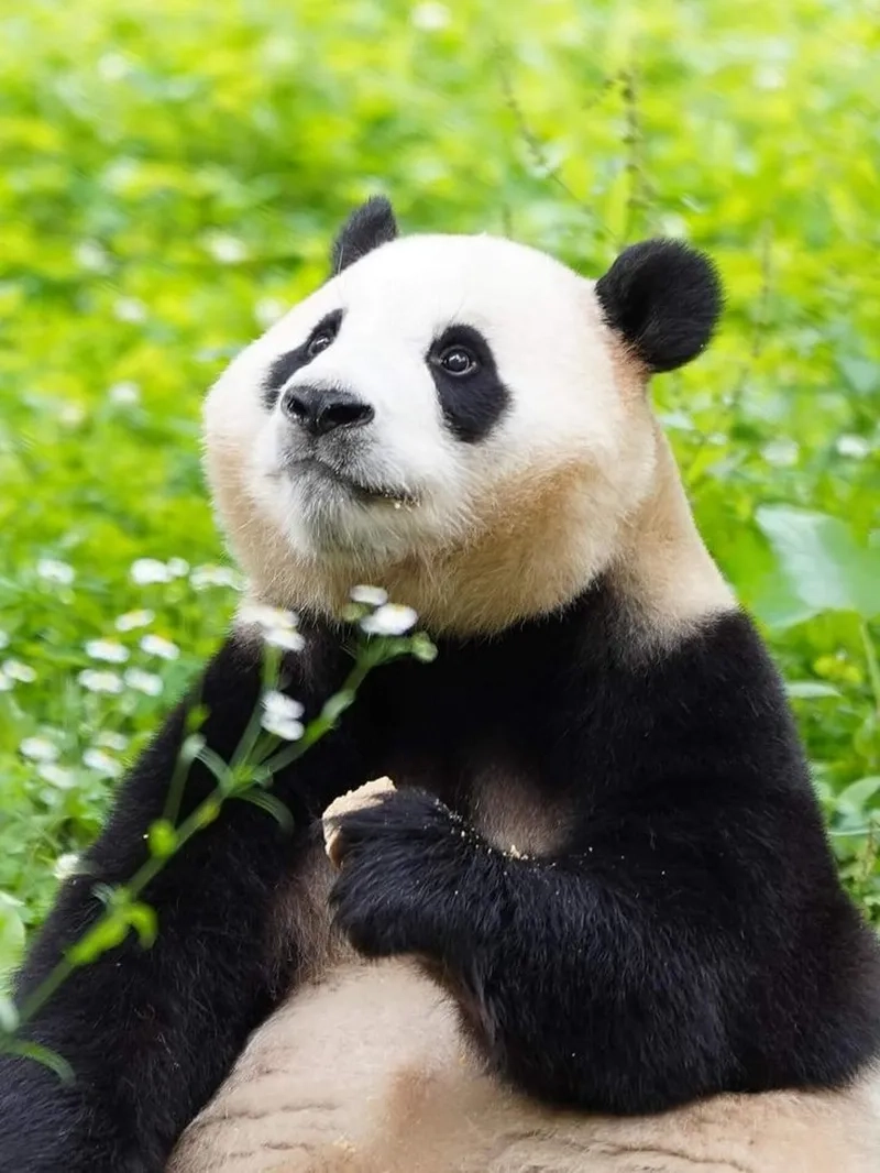 Không thể bỏ qua meme gấu trúc dễ thương với những biểu cảm siêu dễ mến.