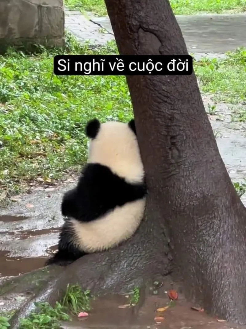 Mở đầu ngày mới đầy năng lượng với meme gấu trúc xin chào dễ thương.