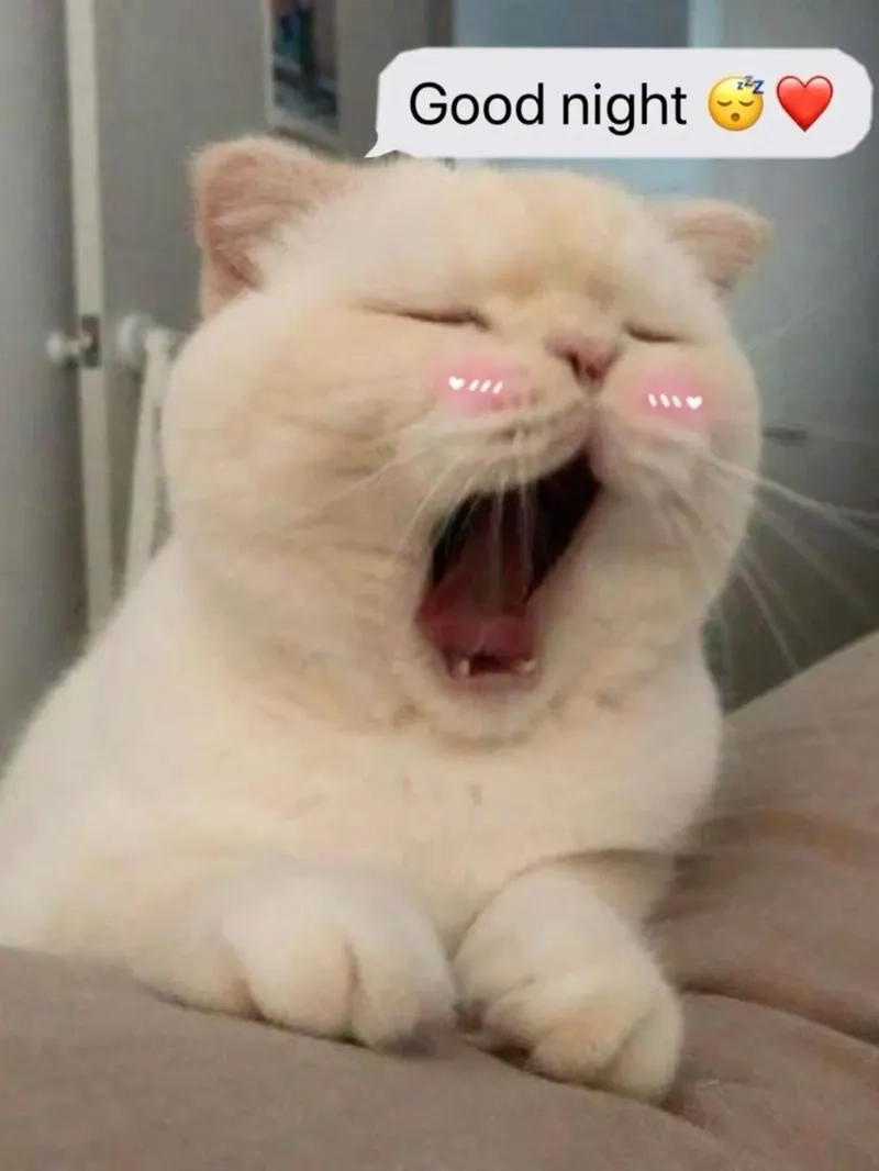 Tom buồn ngủ meme, với hình ảnh dễ thương, sẽ khiến bạn bật cười trước khi chìm vào giấc ngủ.
