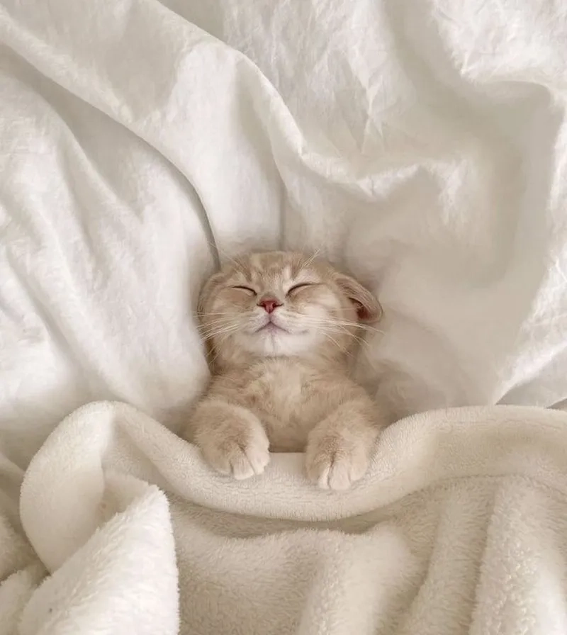 Ảnh meme chúc ngủ ngon giúp bạn gửi lời chúc ngọt ngào trước khi đi ngủ.