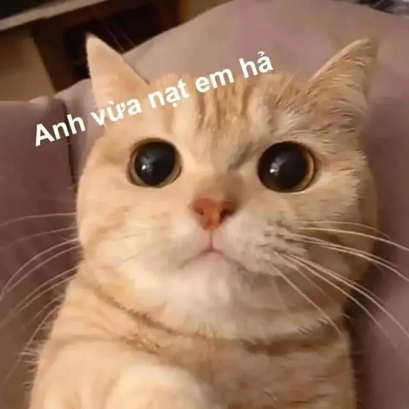 Meme mèo bắn tim giúp bạn thể hiện tình cảm theo cách dễ thương và vui nhộn.