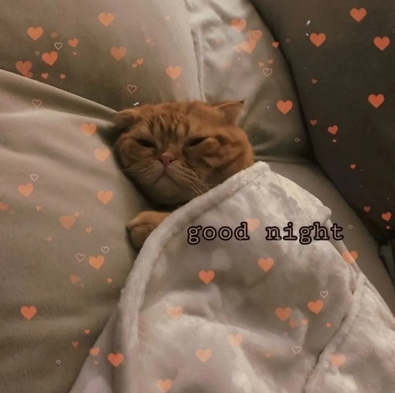 Chúc ngủ ngon với meme dễ thương khiến bạn cảm thấy nhẹ nhõm và thoải mái.