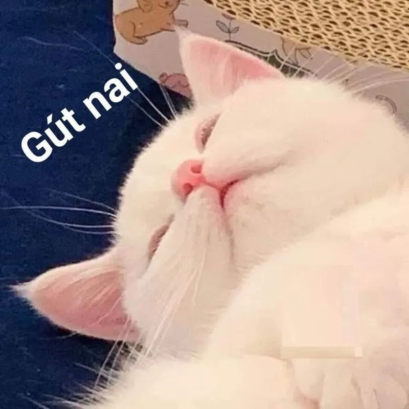 Meme buồn ngủ quá là lựa chọn lý tưởng để thể hiện cảm giác mệt mỏi, muốn ngủ ngay lập tức.