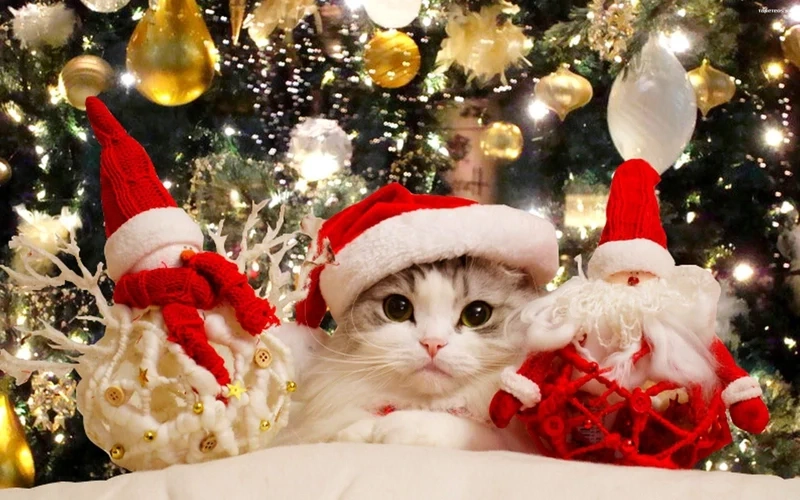 Avatar meme Noel mang đậm dấu ấn lễ hội, một cách thể hiện phong cách Giáng Sinh độc đáo.